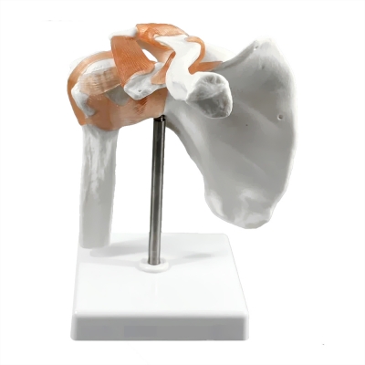 Анатомическая модель плечевого сустава человека Corpo Articulatio-3